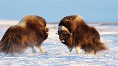 TheArctic MuskOx_thumb.jpg